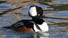 298: 2024-10-27-Hooded Merganser 0C3_0448