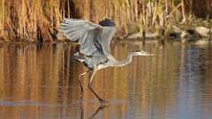 296: 2024-10-27-blue heron 0C3_0642