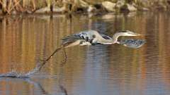 297: 2024-10-27-blue heron 0C3_0644