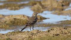 300: 2024-10-28-American Pipit 0C3_0254