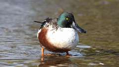 302: 2024-11-03-Northern Shoveler 0C3_0315