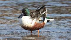 303: 2024-11-03-Northern Shoveler 0C3_0372