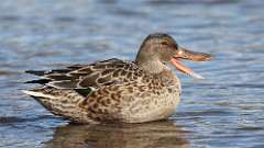 304: 2024-11-03-Northern Shoveler 0C3_0533