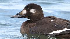 305: 2024-11-03-White-winged Scoter 0C3_1424