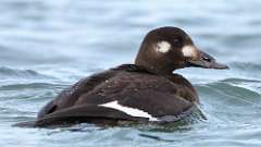 306: 2024-11-03-White-winged Scoter 0C3_1502