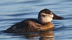 307: 2024-11-09-Ruddy Duck 0C3_0128