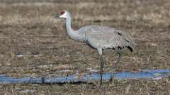 324: 2024-12-13-Sandhill Crane 0C3_1156