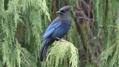 362: vancouver-island-Stellers jay 0C3_0770