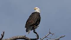 333: vancouver-island-bald-eagle 0C3_0386