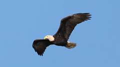 334: vancouver-island-bald-eagle-in-flight-0C3_0413