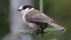 339: vancouver-island-canada jay 0C3_1130