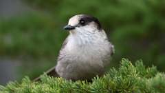 340: vancouver-island-canada jay 0C3_1147