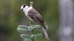 341: vancouver-island-canada jay 0C3_1267