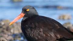 348: vancouver-island-oyster catcher 0C3_0465