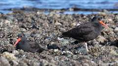 349: vancouver-island-oyster catcher 0C3_0660