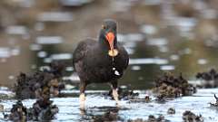 350: vancouver-island-oyster catcher 0C3_1098