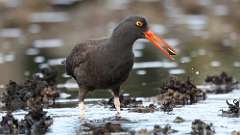 351: vancouver-island-oyster catcher 0C3_1104