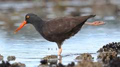 352: vancouver-island-oyster catcher 0C3_1132