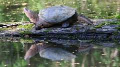 11: 2024-05-23-turtle 0C3_0052