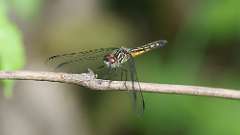 12: 2024-05-27-female Blue Dasher dragonfly 0C3_0457