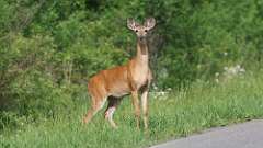 13: 2024-05-29-deer 0C3_0013