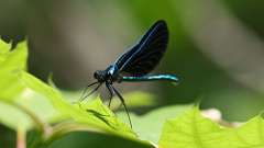 14: 2024-05-30-Ebony Jewelwing Damselfly 0C3_0028