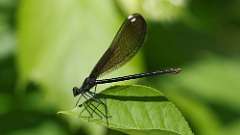 15: 2024-05-30-Ebony Jewelwing Damselfly 0C3_0715