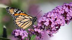 29: 2024-07-08-Monarch butterfly 0C3_0238