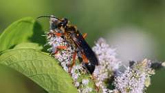 31: 2024-07-13-great golden digger wasp 0C3_1441