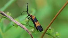 36: 2024-07-18-Reticulated net-winged beetle 6M2_0052