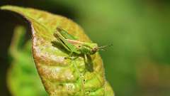 38: 2024-07-20-grasshopper 6M2_0050