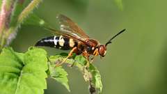 42: 2024-07-21-cicada killer wasp 0C3_0490