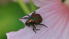 54: 2024-07-27-Japanese beetle 6M2_0777