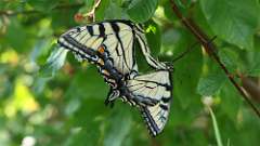 61: 2024-07-29-tiger swallowtails 0C3_0085