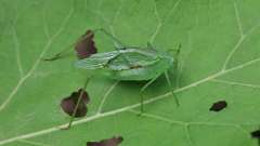 62: 2024-08-04-katydid 6M2_0118