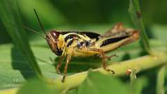 66: 2024-08-15-grasshopper 6M2_0250