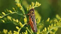 76: 2024-08-30-red-legged grasshopper 6M2_0250