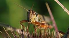 77: 2024-08-30-red-legged grasshopper 6M2_0466