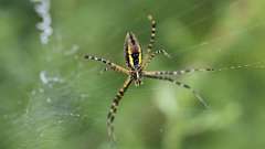 78: 2024-08-30-spider 6M2_0136