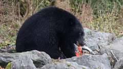 89: vancouver-island-bear 0C3_3496