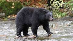 90: vancouver-island-bear 0C3_4783