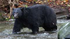 92: vancouver-island-bear 0C3_5314