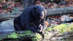 95: vancouver-island-bear fish 0C3_2354