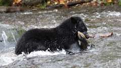 96: vancouver-island-bear fish 0C3_4338