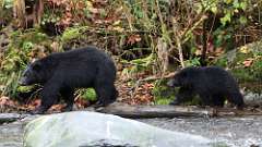 98: vancouver-island-bears 0C3_4485