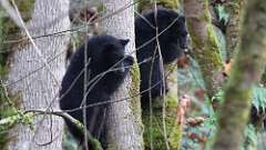 99: vancouver-island-bears 0C3_4971