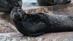 106: vancouver-island-harbour seal 0C3_1534