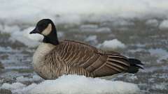 1: Cackling Goose 0C3_0013