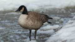 2: Cackling Goose 0C3_0025