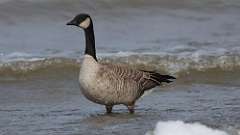 3: Cackling Goose 0C3_0085